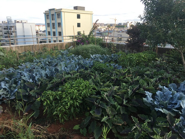 歡迎來偷菜 ——第二十直管部辦公室屋頂建“空中菜園”