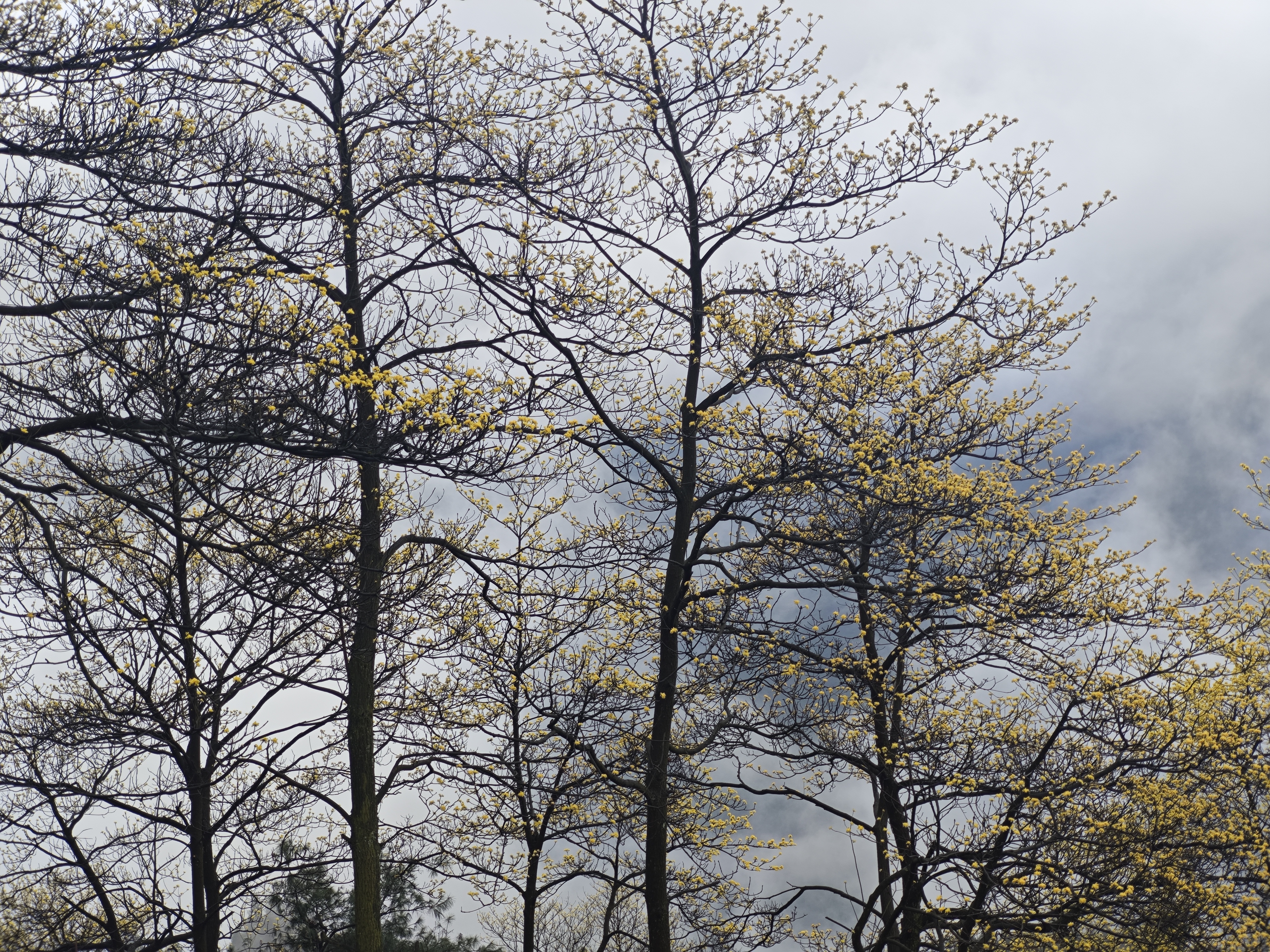 赴三建的色彩之約 與春日撞個(gè)滿懷